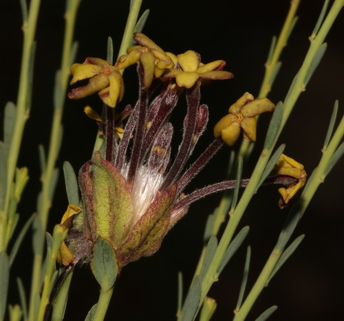 Image of Lasiosiphon kuntzei by (c) Brian du Preez, some rights reserved (CC BY-SA)