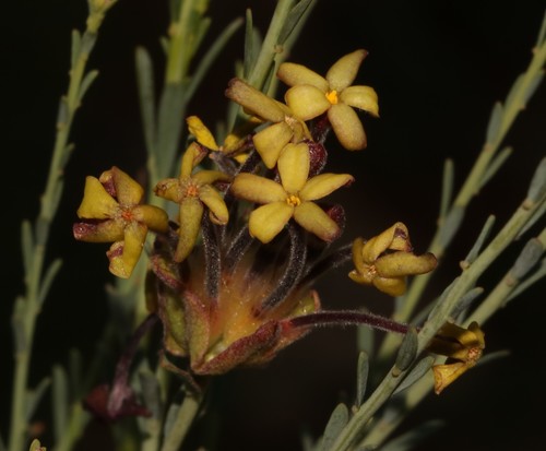 Small-leaf Curryflower (Lasiosiphon kuntzei)