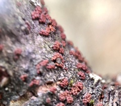 Thyronectria balsamea