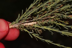 Lasiosiphon microphyllus