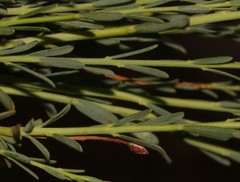 Lasiosiphon microphyllus