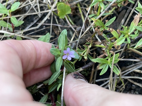 Cuphea strigulosa, photograph 6
