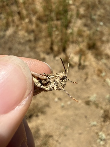 iNaturalist observation photo of California Rose-winged Grasshopper