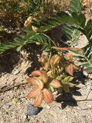 Astragalus pomonensis