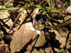 Romulea columnae