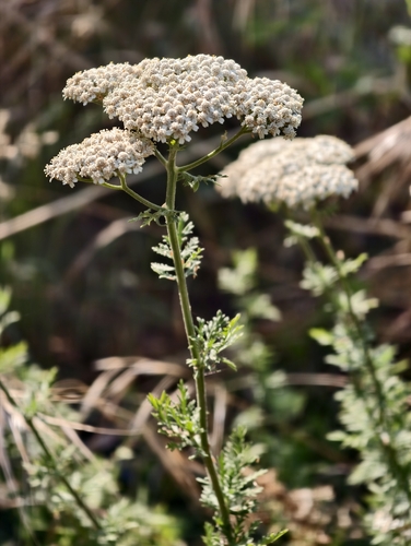 Achillea ligustica, photograph 2