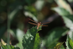 Perithemis tenera