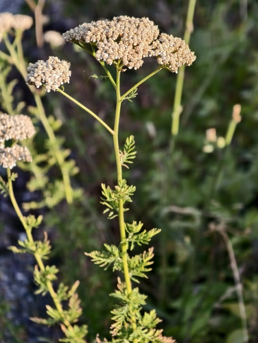 Achillea ligustica, photograph 3