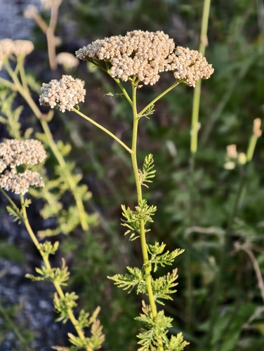 Achillea ligustica, photograph 4