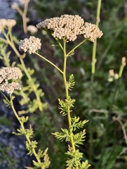 Achillea ligustica, photograph (c) fmunoz, some rights reserved (CC BY)