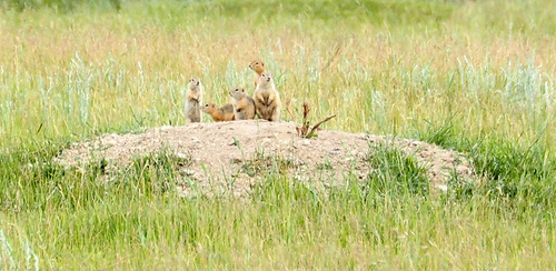 Richardson's Ground Squirrel