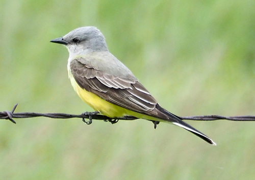Western Kingbird
