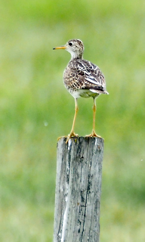 Upland Sandpiper