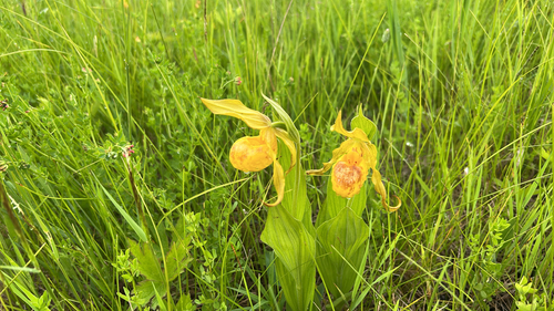 yellow lady's slipper