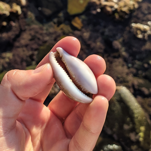 Chestnut Cowry