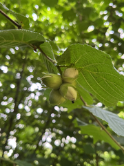 common hazel