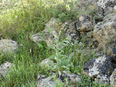 Cynoglossum creticum