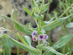 Cynoglossum creticum
