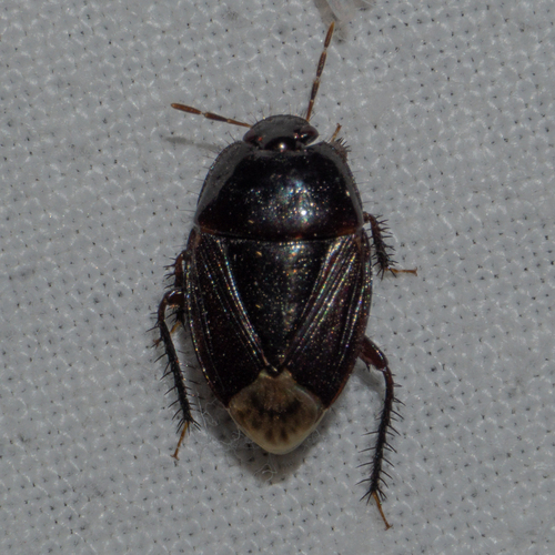 Macroscytus brunneus