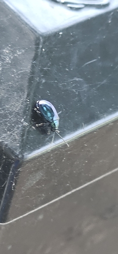 Grape Flea Beetle photo 5