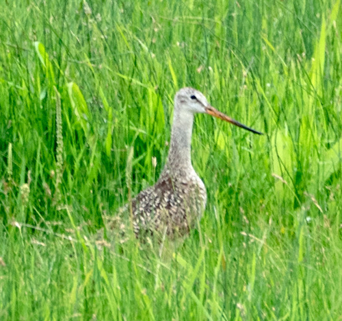 Marbled Godwit