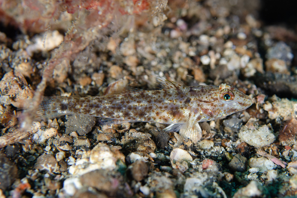 Slender Sandgoby