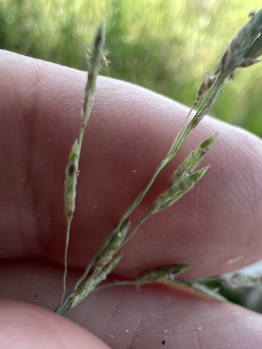 Eragrostis atrovirens observed 2026-06-29
