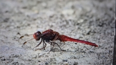Broad Scarlet