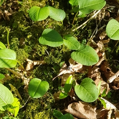 Bistorta officinalis