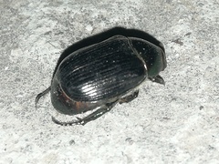 Paranomala cincta
