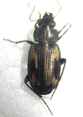 Tetragonoderus thunbergi