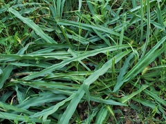 Chlorogalum pomeridianum