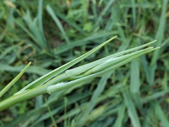 Chlorogalum pomeridianum
