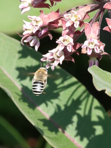Walsh's Anthophora photo 5