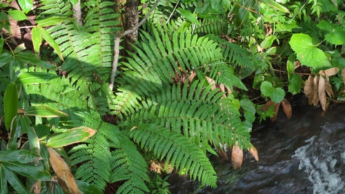 Thick-stemmed woodfern