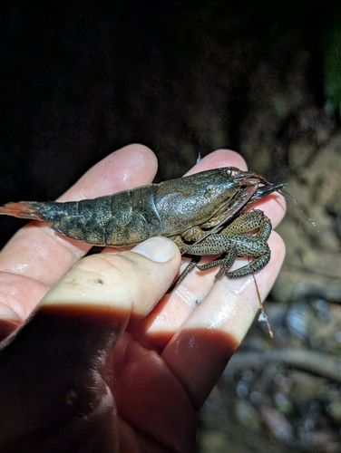 Atya scabra observed 2026-06-26