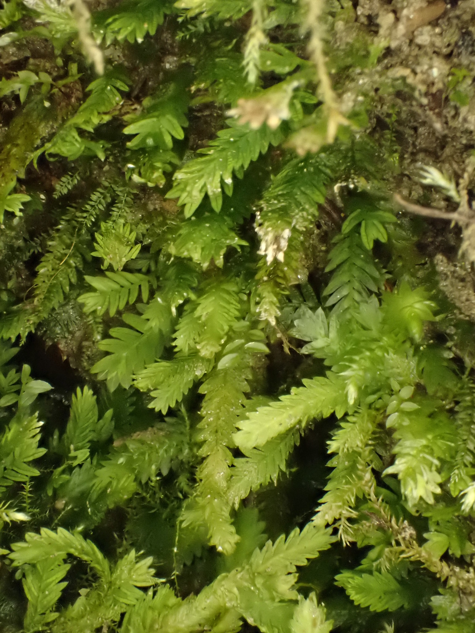 Fissidens taxifolius
