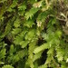 Common Pocket-Moss - Photo (c) martina_poeltl, some rights reserved (CC BY-NC), uploaded by martina_poeltl