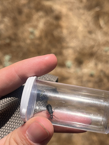 iNaturalist observation photo of punctate blister beetle