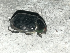 Paranomala cincta