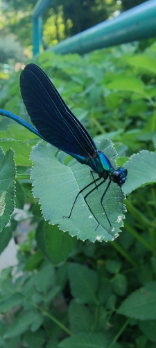 Beautiful Demoiselle