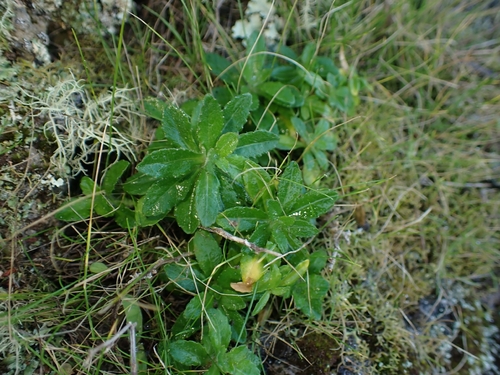 Wahlenbergia vernicosa, photograph 6