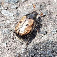 Anomala binotata