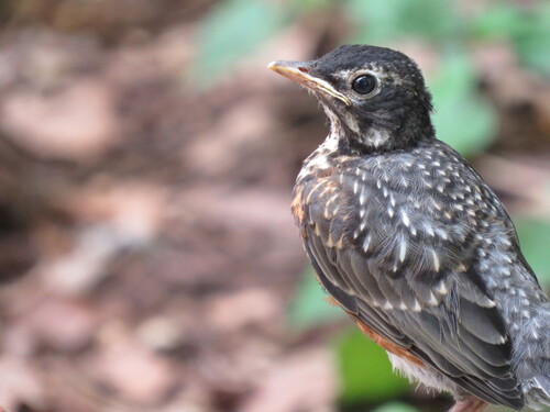 American Robin photographed in Pennsylvania