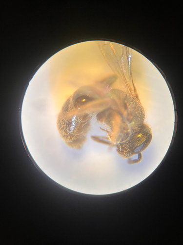 iNaturalist observation photo of Lasioglossum