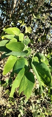Bauhinia forficata, photograph (c) Pablo H Capovilla, some rights reserved (CC BY)