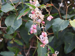Muehlenbeckia sagittifolia