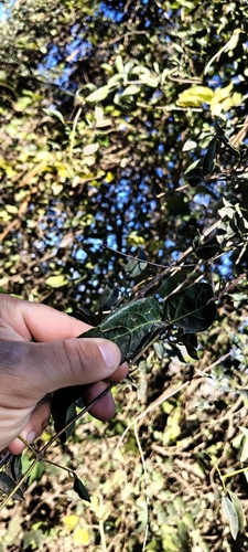 Dolichandra cynanchoides, photograph 5