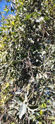 Dolichandra cynanchoides, photograph 6