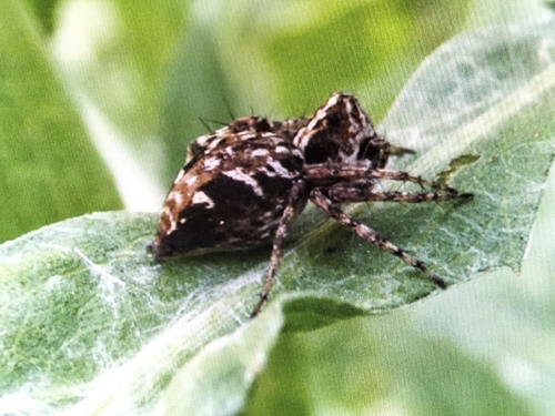Oxyopes ramosus